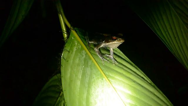 Bicolored Frog (Clinotarsus curtipes) vocalization .MOV смотреть онлайн