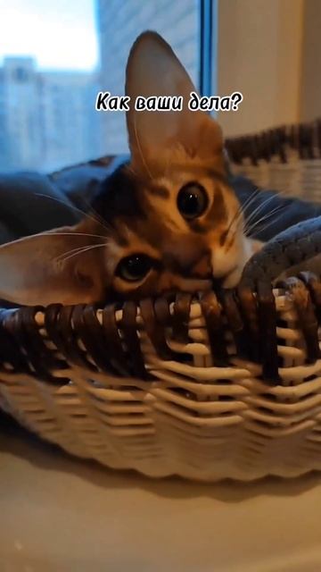 Абиссинский котёнок Ушастик предаёт всем привет! #абиссинскиекотята #abyssinian #shorts #абиссинец смотреть онлайн