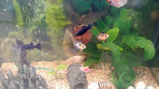 Свой аквариум смотреть онлайн