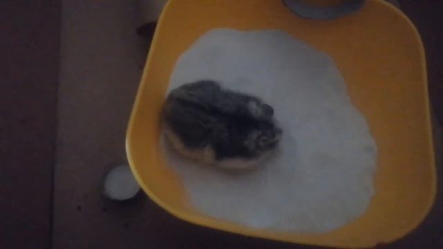 Побег хомяка из песочной ванны!!!#Hamster_Escape_from_the_Sand_Bath_!! смотреть онлайн