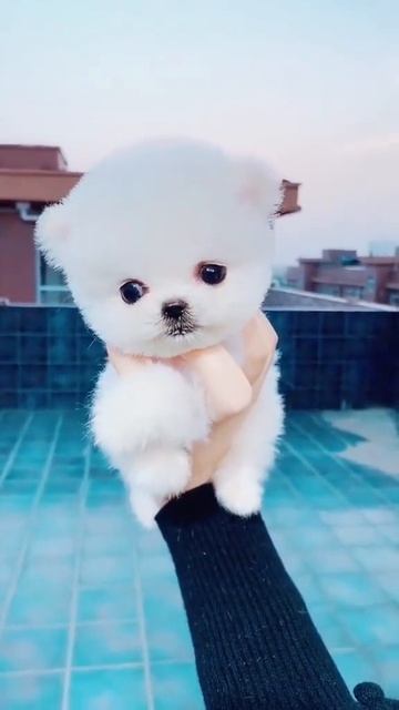 #maltipoo #puppydog #dog #doge #dogs #dogsoftiktok#cute#pet#animals#doggy #maltese #pomsky #poodle смотреть онлайн