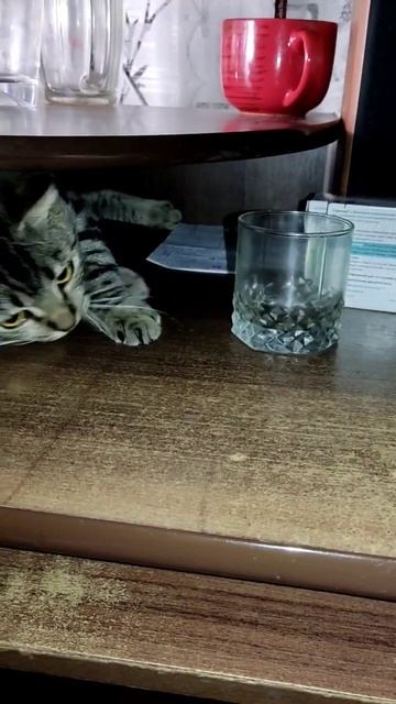 BonnieClyde #funnypet #animal #animalfunny #cat #catcute #cute #cutecat #funny #kitten #mycat смотреть онлайн