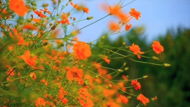 💐30 Minutes Relaxing, Euro Pop Music - Sleep, Instrumental, Calming & Soft Music смотреть онлайн