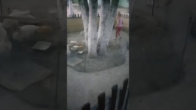 Настя пытается поймать кролика смотреть онлайн
