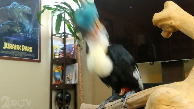 Baby Toucan Discovers Toys for the First Time! смотреть онлайн