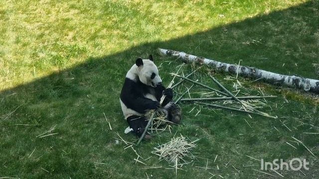 Panda)) Что ест панда? бамбук точно)) смотреть онлайн