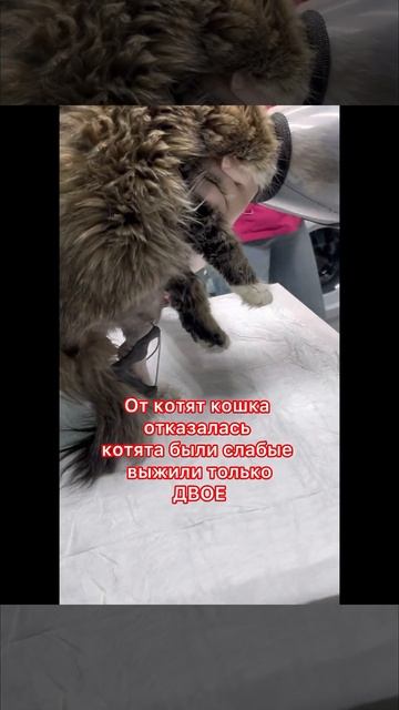 Травмированая кошечка Серафима уехала на передержку смотреть онлайн