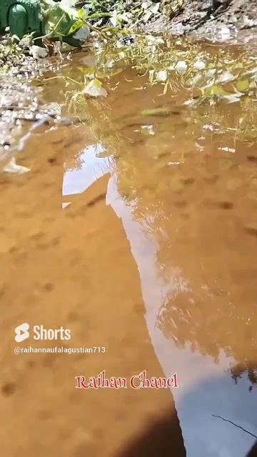 Brontosaurus tertangkap kamera disungai amazon смотреть онлайн