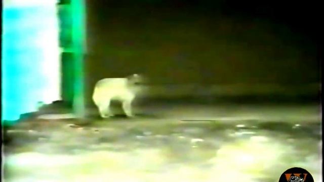 (Уникальные кадры!) СОБР в Грозном, Чечня 1996г. 1 часть договор с жителями смотреть онлайн