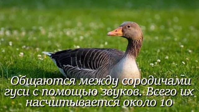 Гусь. Интересно знать #гусь #животные #фактыоживотных #птицы #гуси #домашняяптица