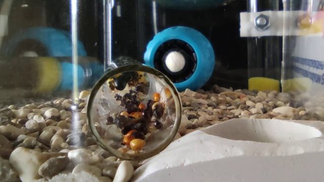 Messor Arenarius переселение из пробирки.