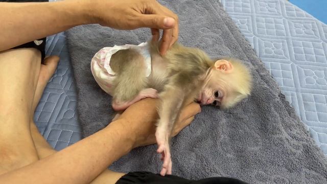 Mother takes care of baby monkey Abi every sleep смотреть онлайн