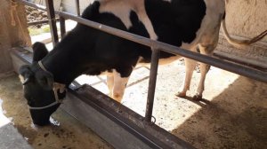 сарай# для КРС# на 15 голов#оғли нав барои#молбанди#мини ферма