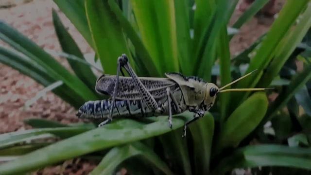 Una Hoja de Papel Arrugada, Oaxaca смотреть онлайн