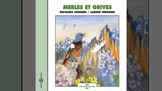 Le merle de Roche mont Parnasse (Rock Thrush) смотреть онлайн