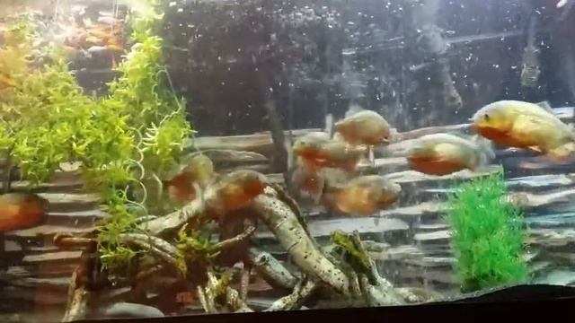 13 red belly Piranha feeding time смотреть онлайн