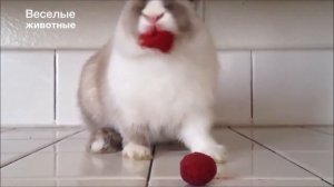 Смешные кролики