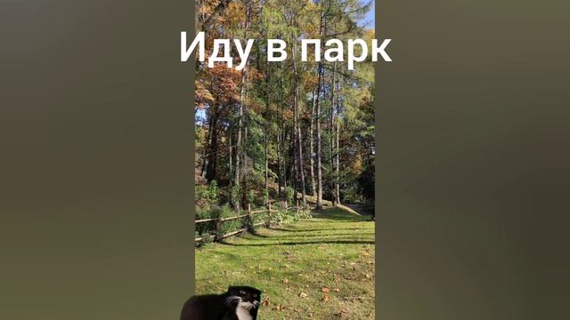 Кошачья жизнь (Мой день рождения, Делать ещё такие видео) смотреть онлайн