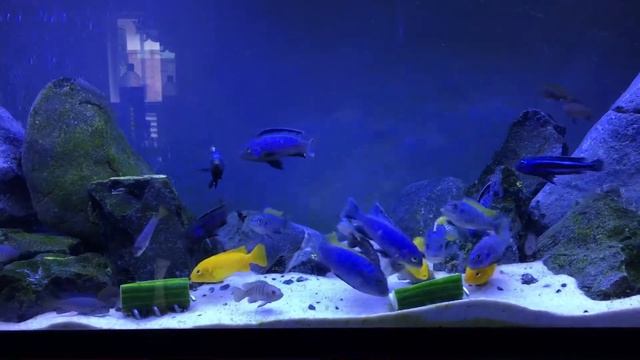 Malawi Mbuna eating cucmber смотреть онлайн