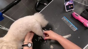 Стрижка Мальтипу