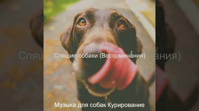 Моменты (Собаки) смотреть онлайн