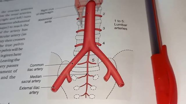 Abdominal Aorta Part 3 (final part) смотреть онлайн