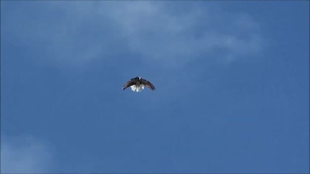 Муренький голубенок у Виктора. смотреть онлайн