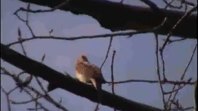 13,05, птичка возле дупла поет 2 смотреть онлайн