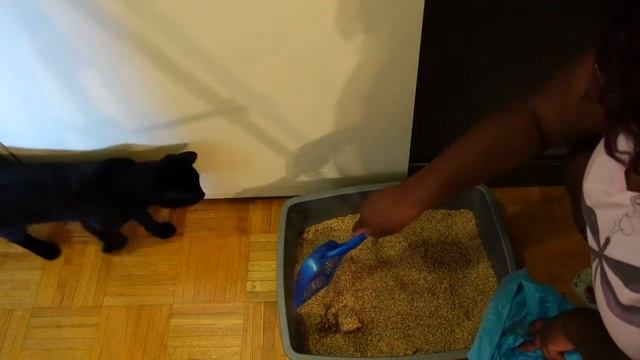 Nature's Miracle Premium Clumping Corn Cob Litter Review смотреть онлайн