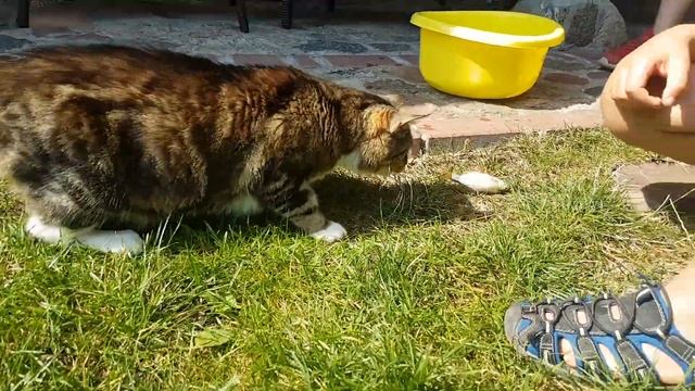 Kot je żywe ryby / The Cat is eating live fish смотреть онлайн