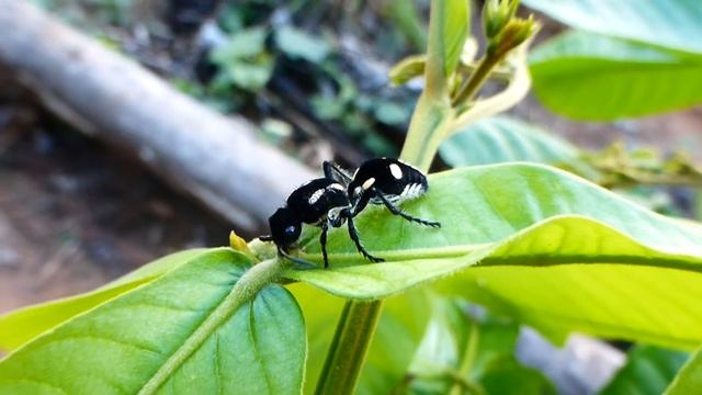 'Velvet ant' wasp 00115 смотреть онлайн