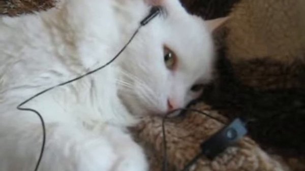 Популярно Котэ вслушиваеться в Раммштайн