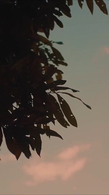 Uncover the Hidden Beauty of Cinematic Nature in 2024!...😘|Prateek X смотреть онлайн