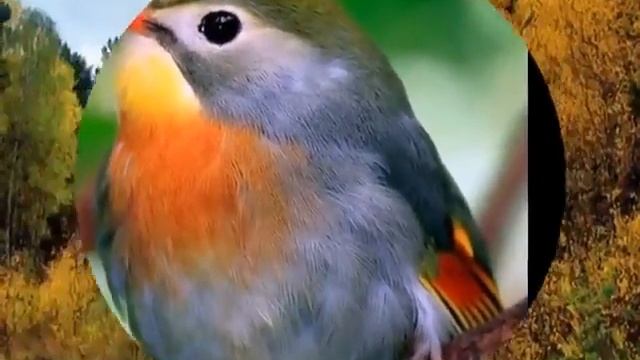 16 СОЛОВЬИ (ushangi guliev) смотреть онлайн