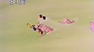 BARBAPAPA (1977) EPISÓDIOS PERDIDOS MUNDIALMENTE DOS ANOS 70