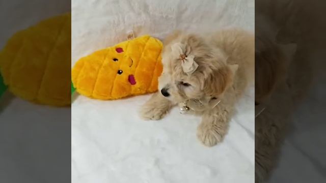 PuppyFinder.com : Jacky смотреть онлайн