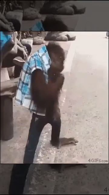 Слышь, кто тут обезьяна? смотреть онлайн