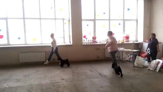 Собачий шабаш смотреть онлайн