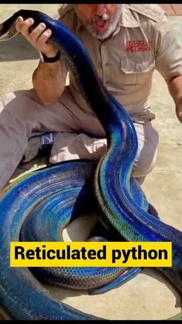 Top 5 biggest snakes in the world 🌍#shorts #youtubeshorts #topshorts смотреть онлайн