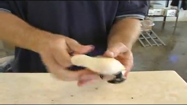 Preparing Grouper, Stone Crab, & Oysters : Cracking a Florida Stone Crab Claw смотреть онлайн