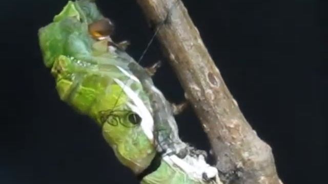Common Mormon (Papilio polytes) larva preparing to its pupate смотреть онлайн