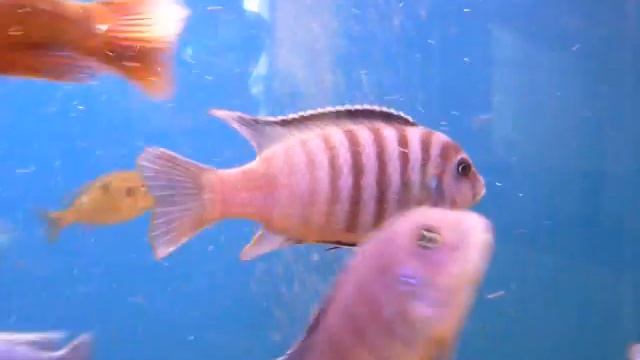 Pseudotropheus zebra Katale.wmv смотреть онлайн