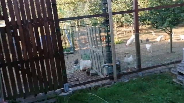 Добавляю ракушку в корм. Шумное утро. Цыплята привыкают. смотреть онлайн