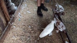 Голуби Бухарские Тубачи-Барабанщики