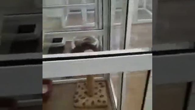 Лейла и свинка Зося смотреть онлайн