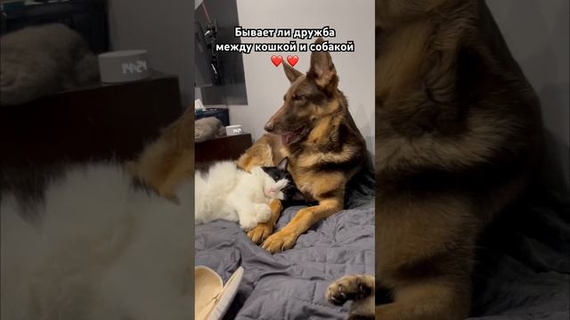 Как у меня живут кошки с собакой? смотреть онлайн