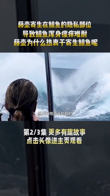 2/3 寄生在鲸鱼的隐私部位，导致鲸鱼浑身瘙痒，藤壶究竟有多可恶 #藤壶 #海龟 #鲸鱼 #寄生 смотреть онлайн