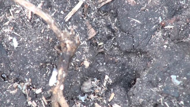 Ants family moving to the hole on the ground and white fluffy planthopper nymphs walking nearby смотреть онлайн