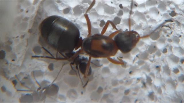 Formica rufibarbis смотреть онлайн
