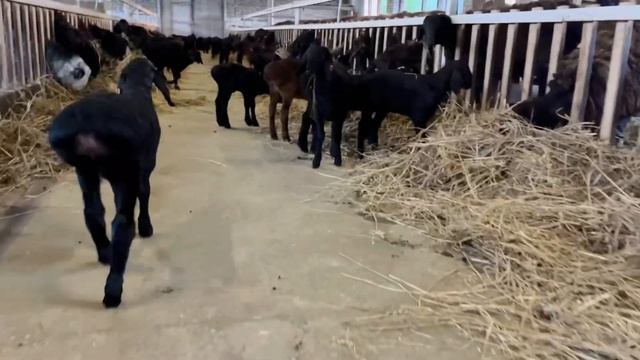 Гиссарские ягнята (бронь 8-985-124-44-04) смотреть онлайн